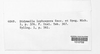 Didymella lophospora image